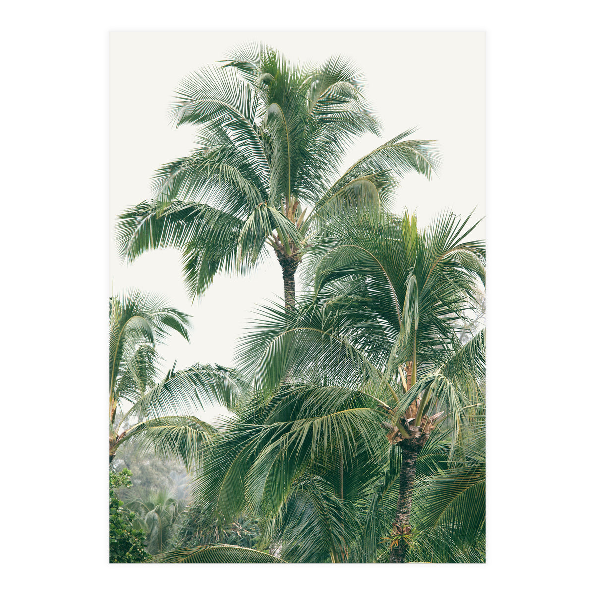 Lush Palm Trees (Print Only)