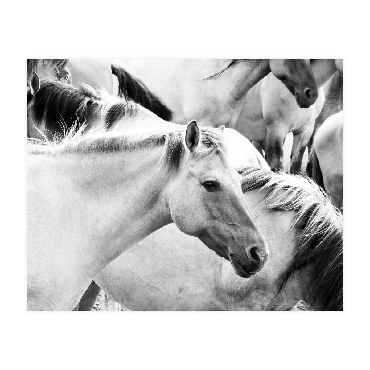 Horses (Print Only)