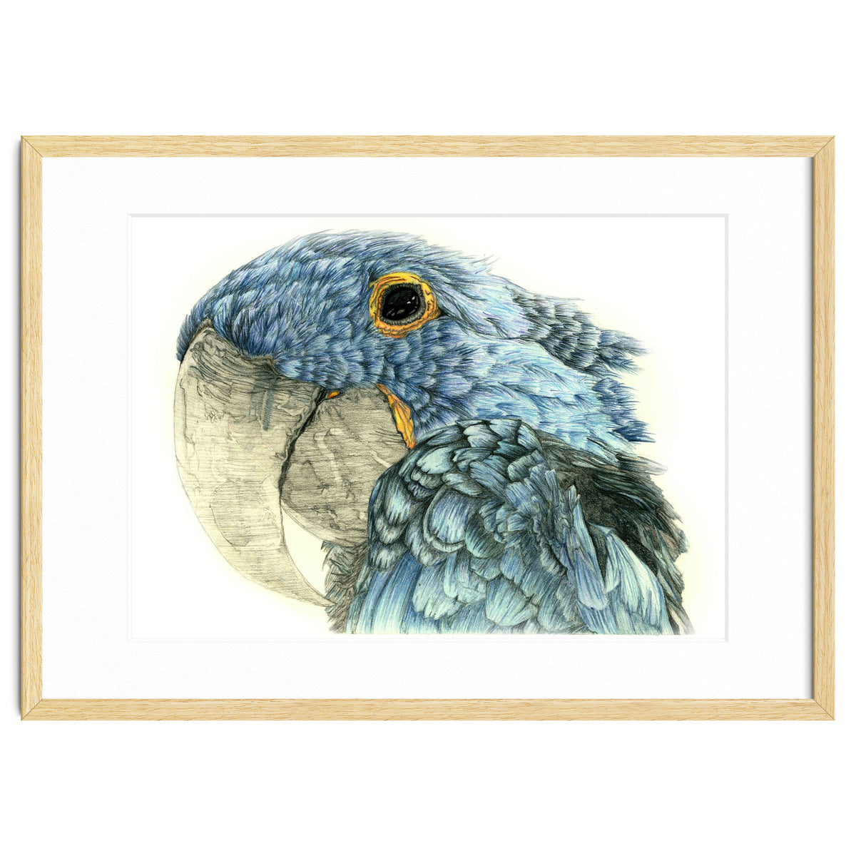 Blue Parrot