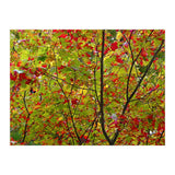 Indian Summer (Print Only) thumbnail