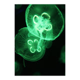 Jellyfish (Print Only) thumbnail