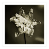 Wilting daffodil (Print Only) thumbnail