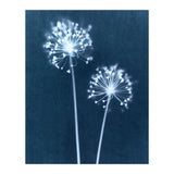 Indigo Dandelion (Print Only) thumbnail