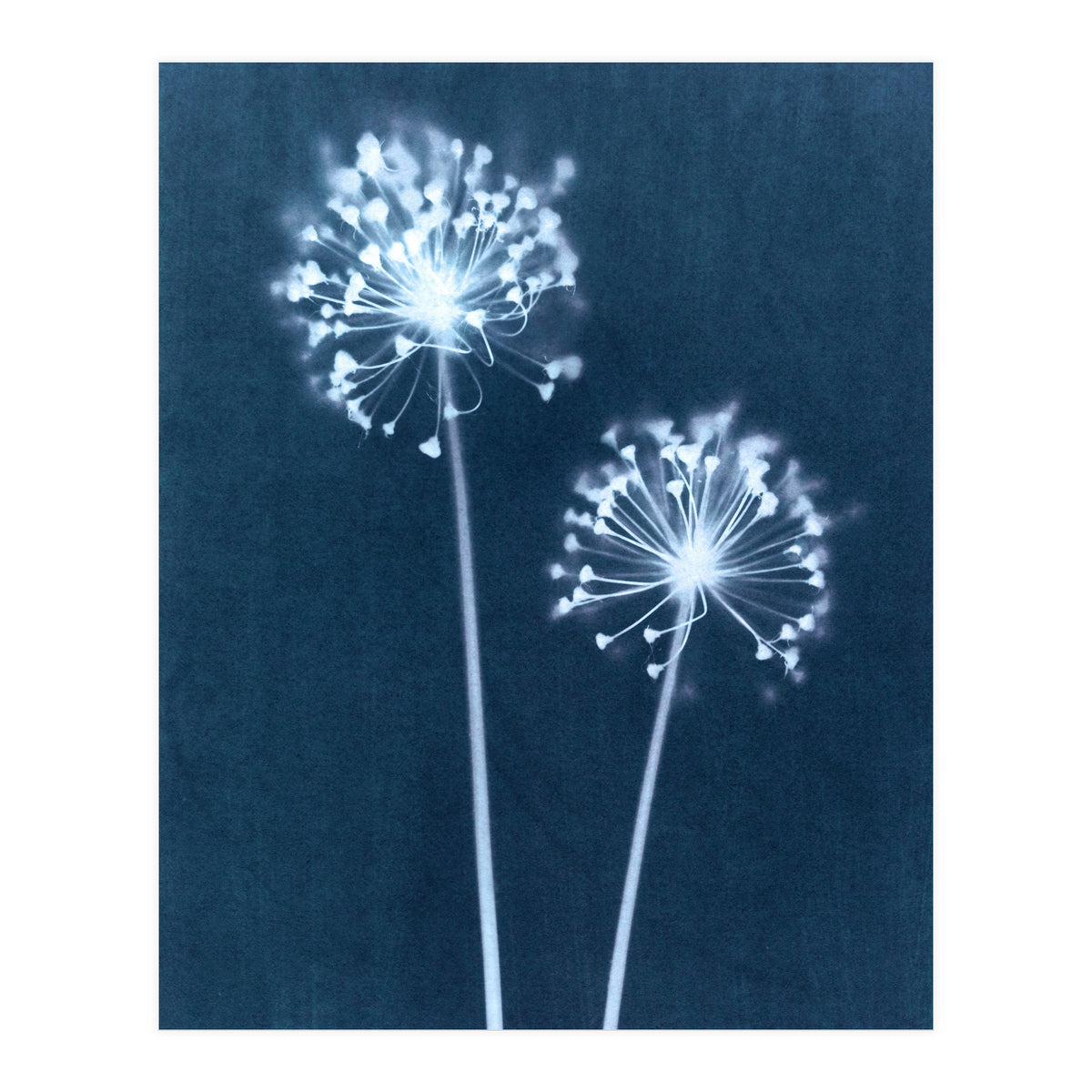 Indigo Dandelion (Print Only)