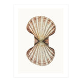 Cc Shell 06 (Print Only) thumbnail