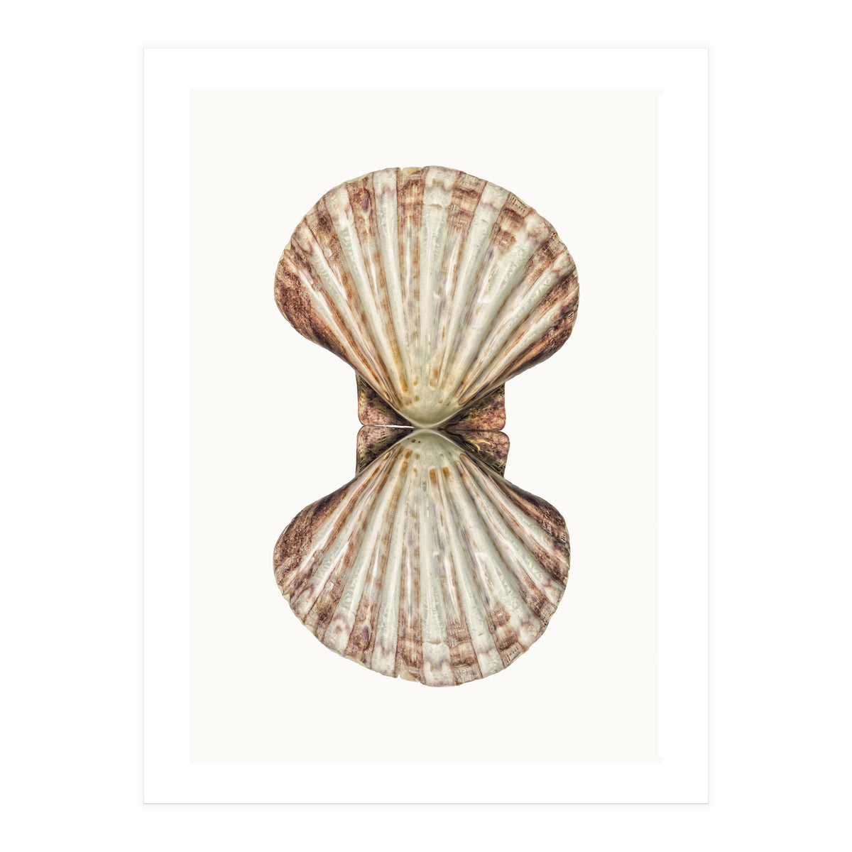 Cc Shell 06 (Print Only)