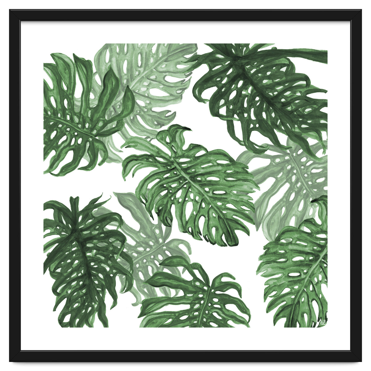Monstera Deliciosa