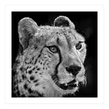 Cheetah (Print Only) thumbnail