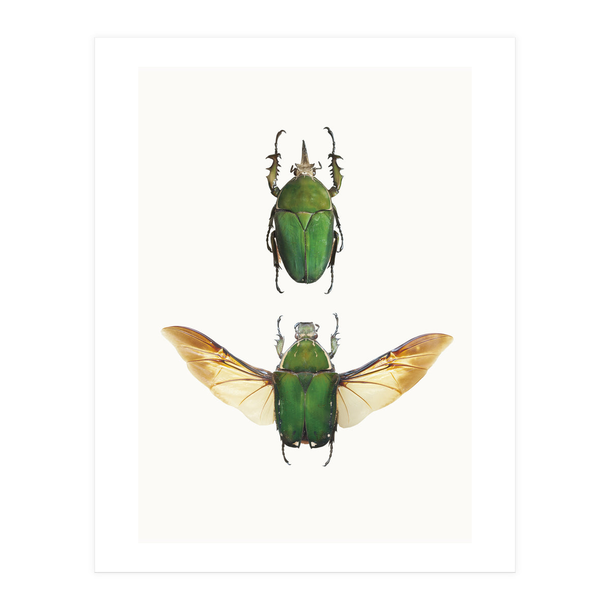 Cc Insects 02 (Print Only)