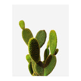 77 (Print Only) thumbnail