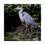 Heron (Print Only) thumbnail