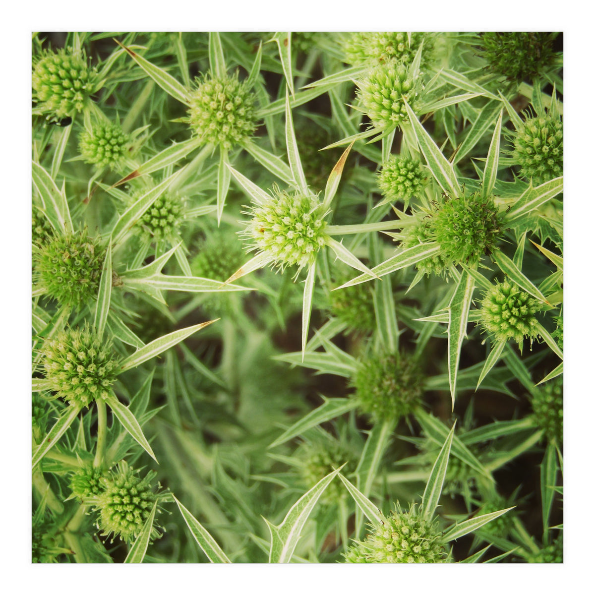 Green thistles (Print Only)