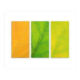 Autumn Leaves (Print Only) thumbnail