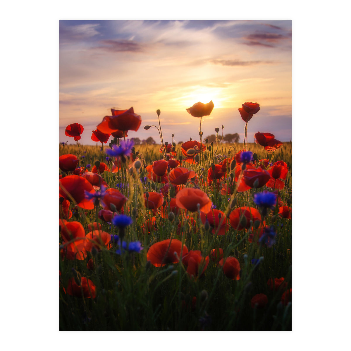 Poppiesfield at Sunrise (Print Only)
