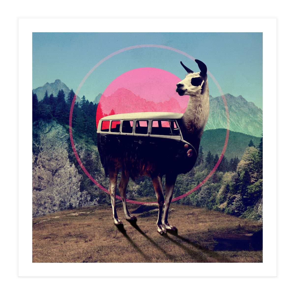 Llama (Print Only)