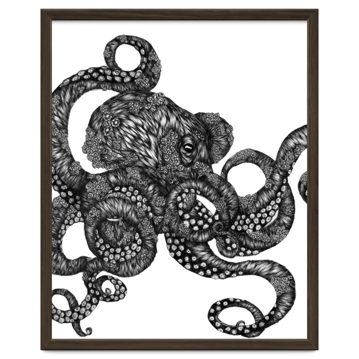 Barnacle Octopus