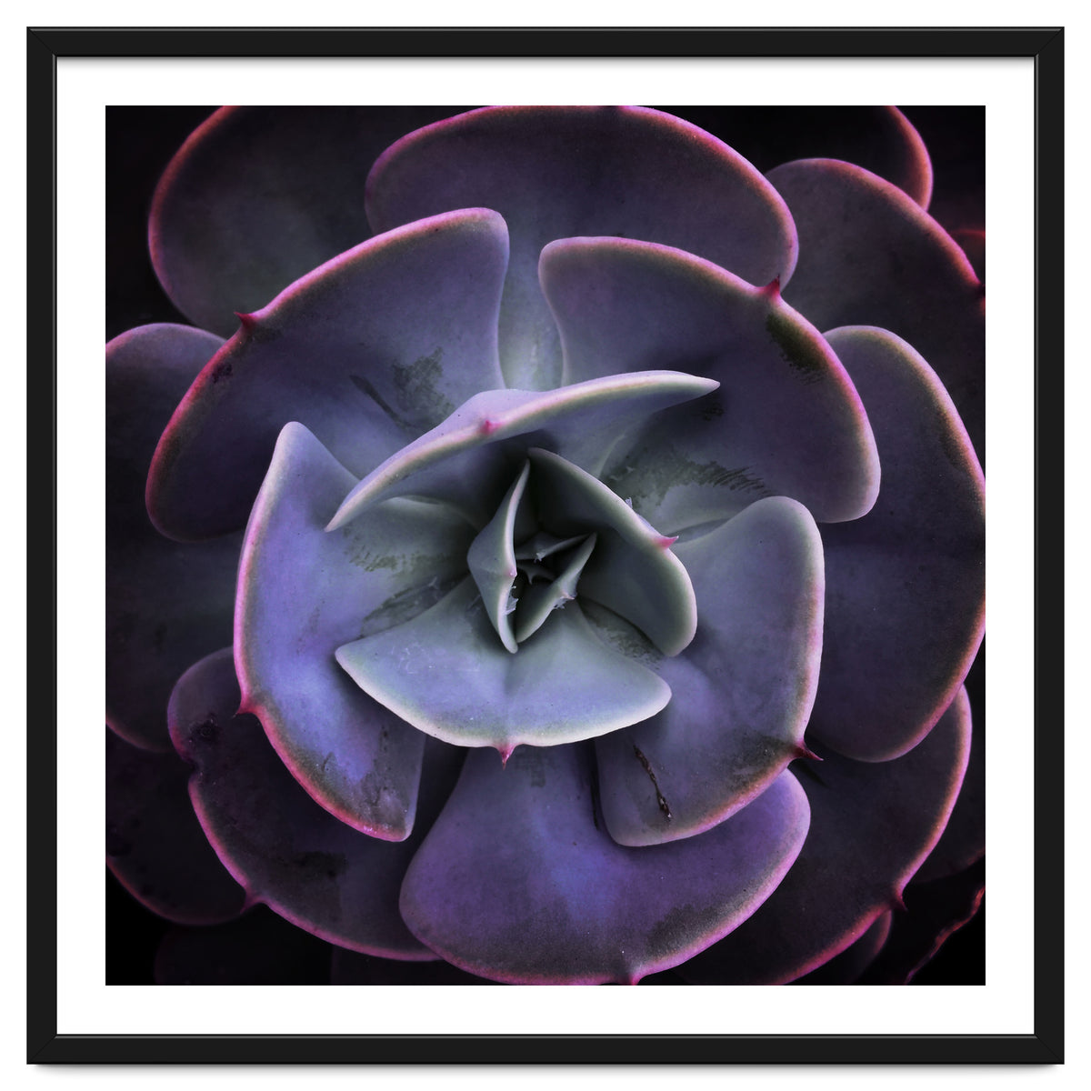 DARKSIDE OF SUCCULENTS VII