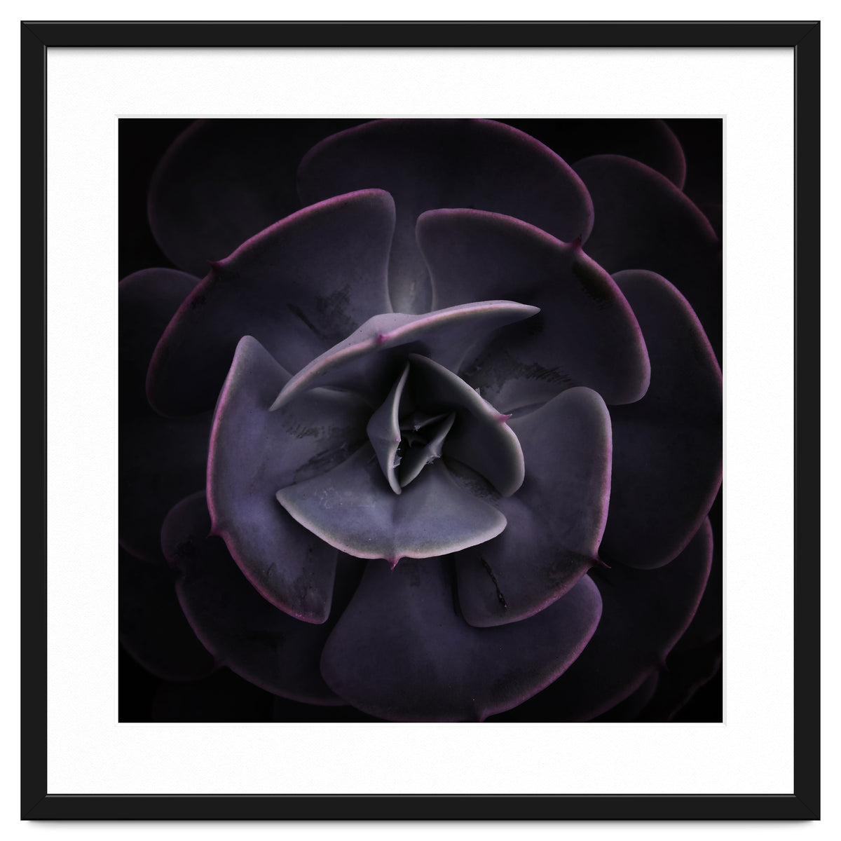 DARKSIDE OF SUCCULENTS VIII