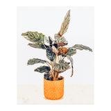 Botany II (Print Only) thumbnail