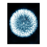 Taraxacum Officinale (Print Only) thumbnail