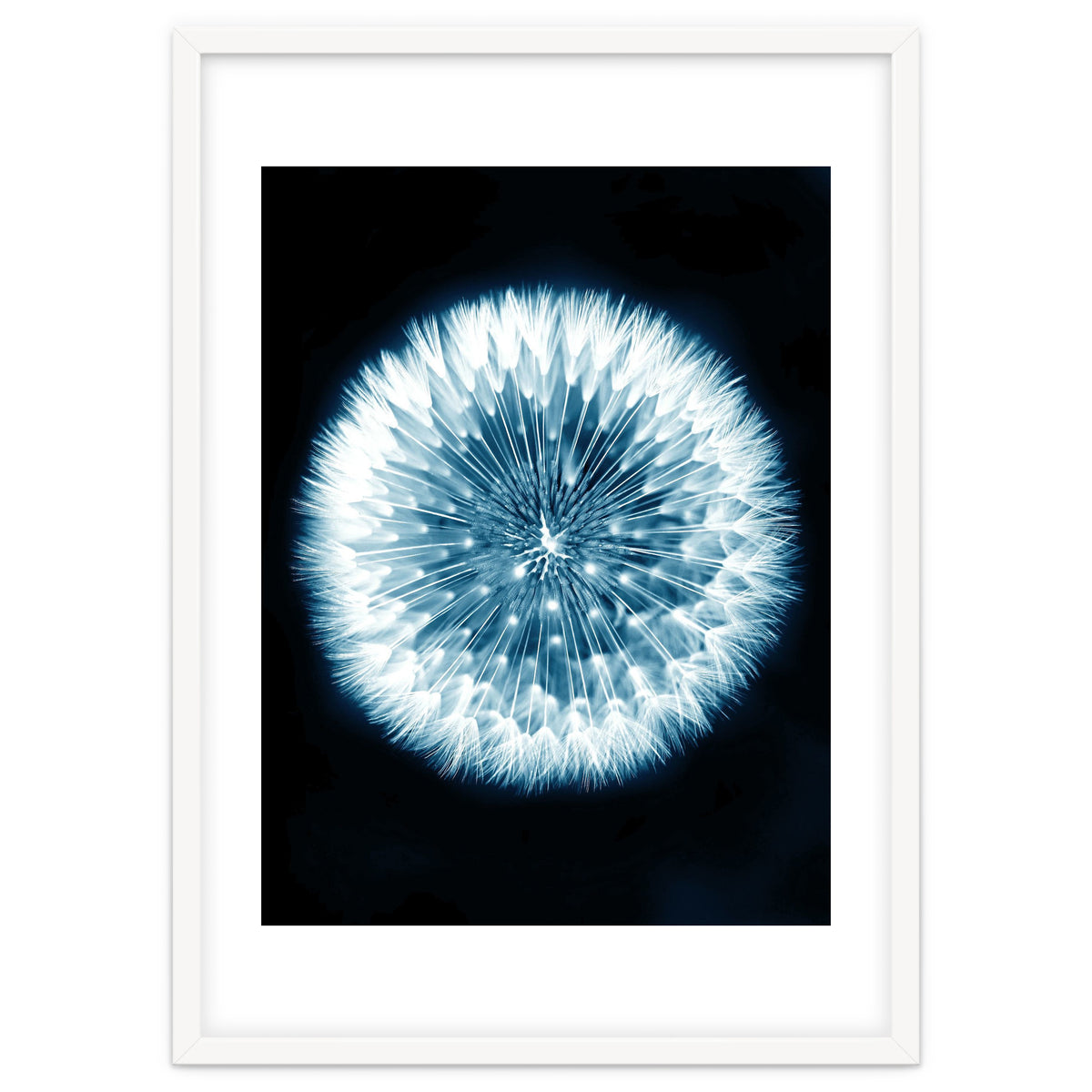 Taraxacum Officinale