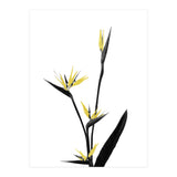 Flower Minimal Black And Gold 05 (Print Only) thumbnail