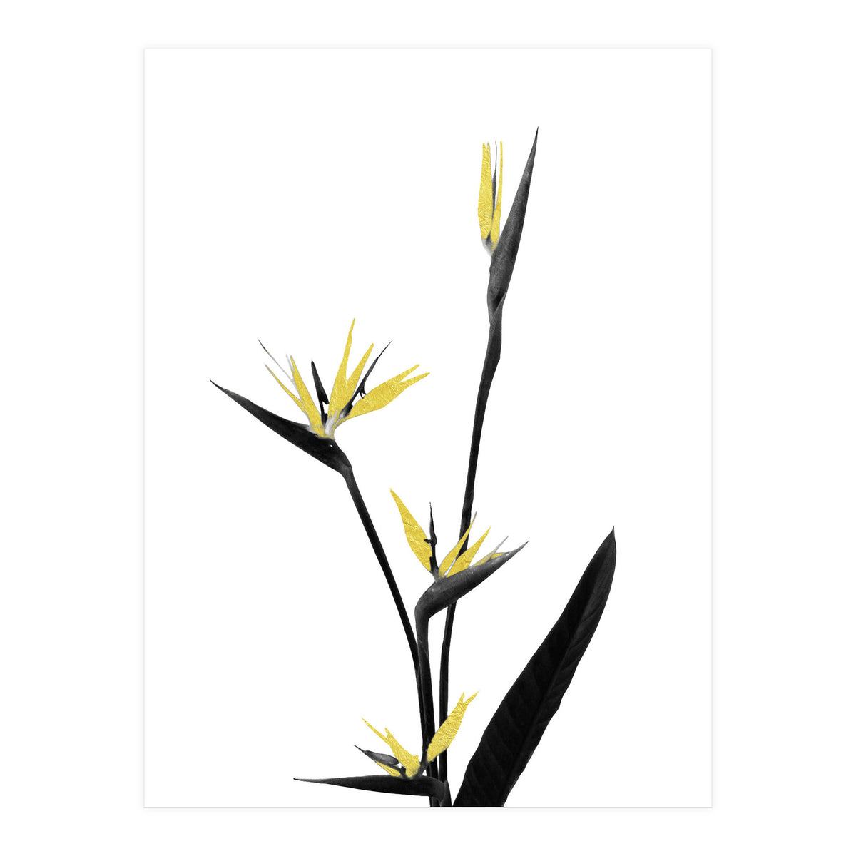 Flower Minimal Black And Gold 05 (Print Only)