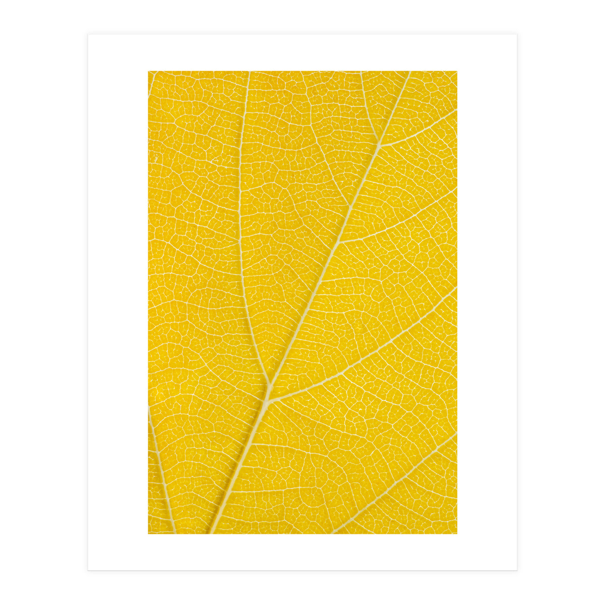 Autumn Leaf (Print Only)
