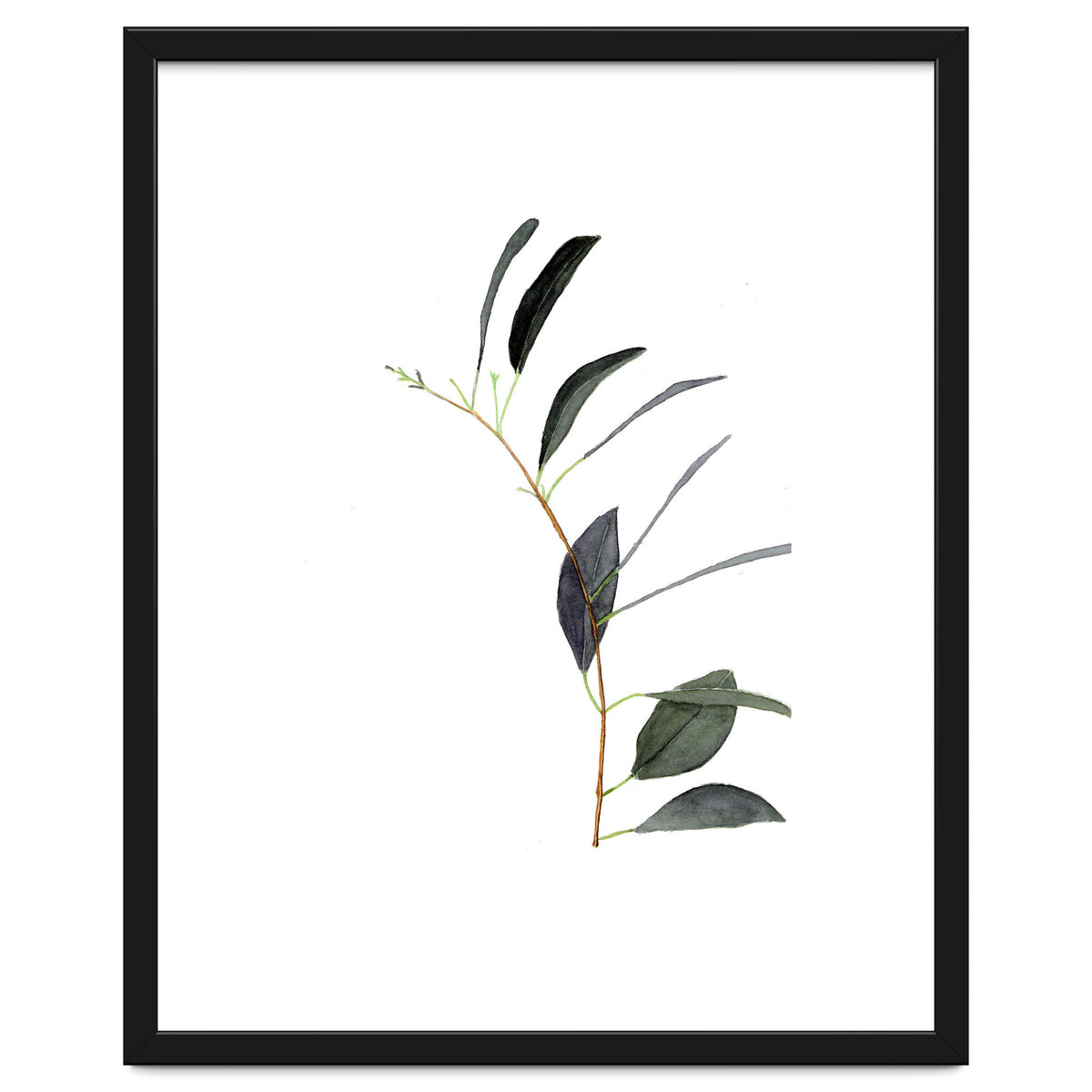 Untitled #14 - Eucalyptus