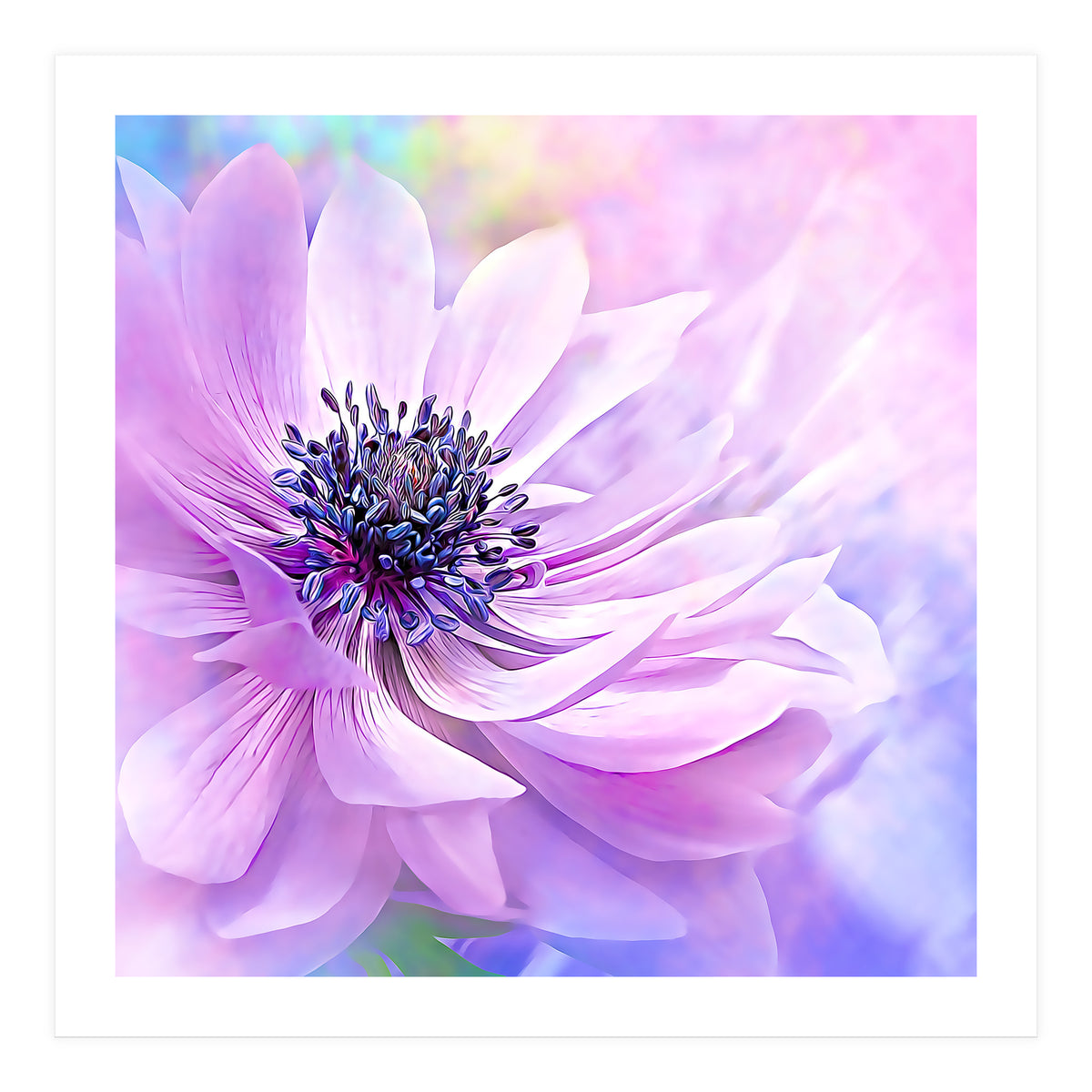 Wispy Purple Anemone (Print Only)