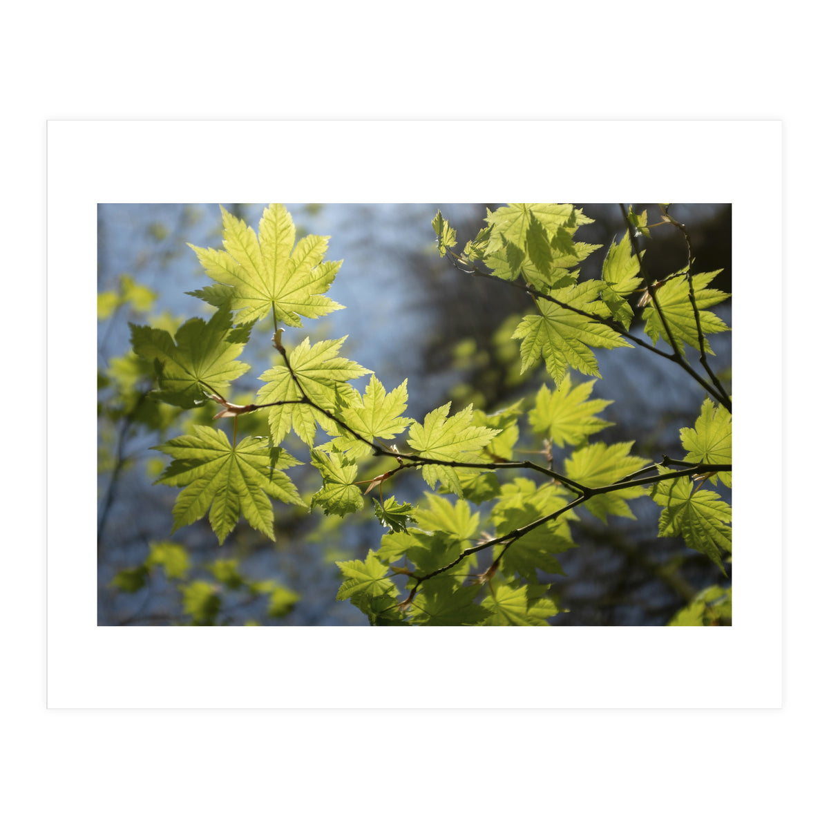 Heart Of Light (Print Only)