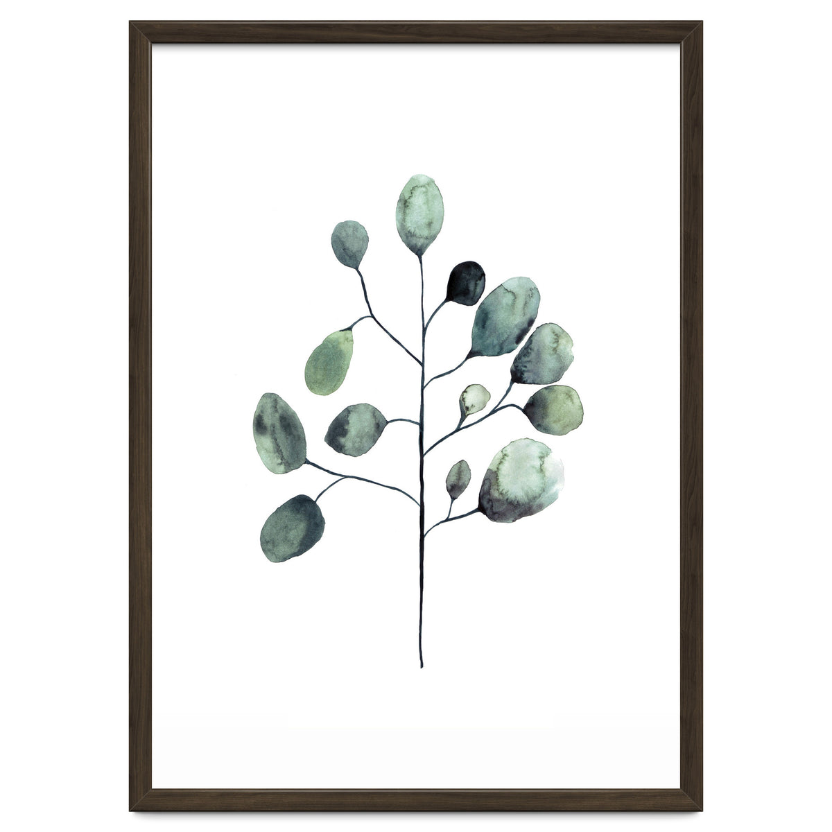 Botanical Illustration Eukalyptus