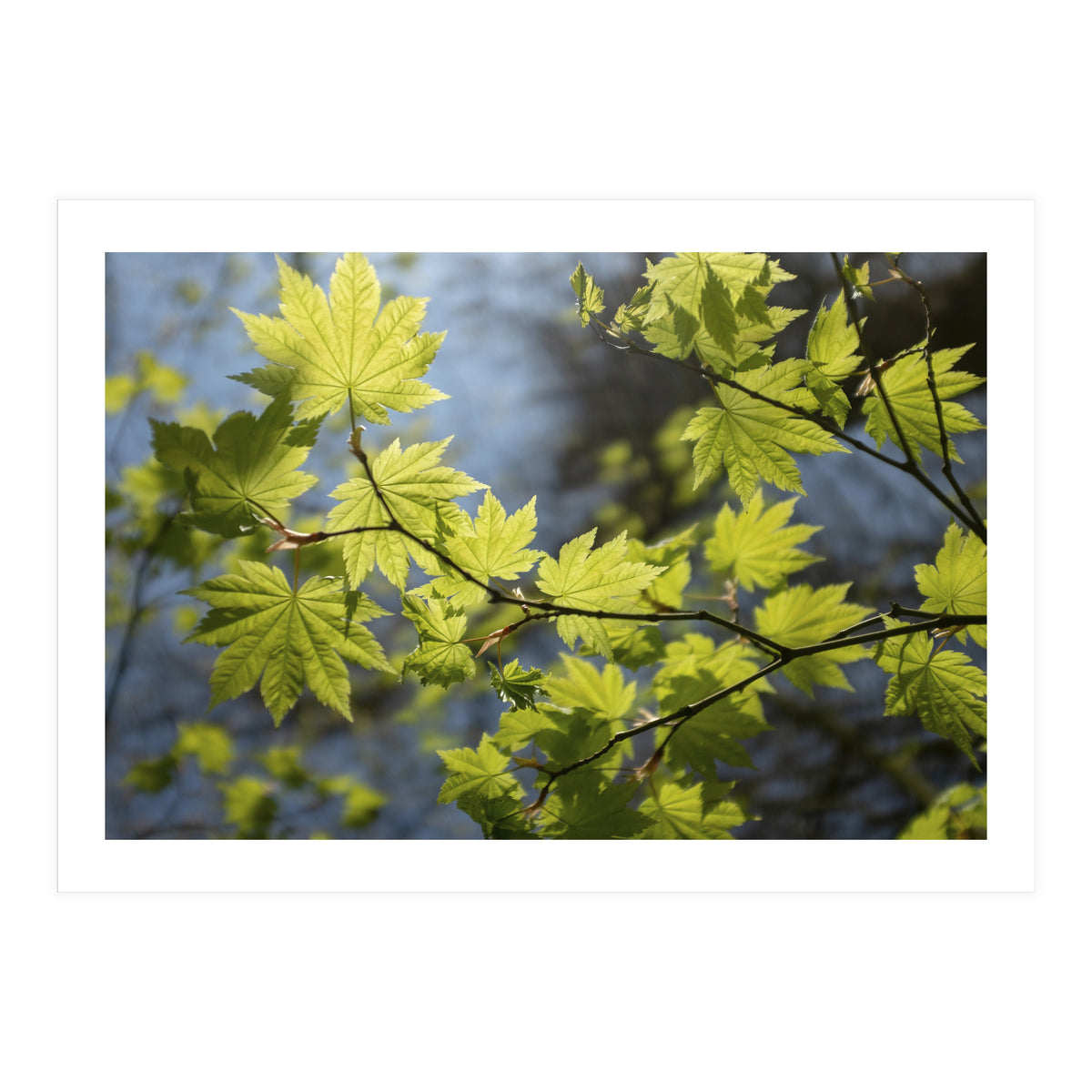 Heart Of Light (Print Only)