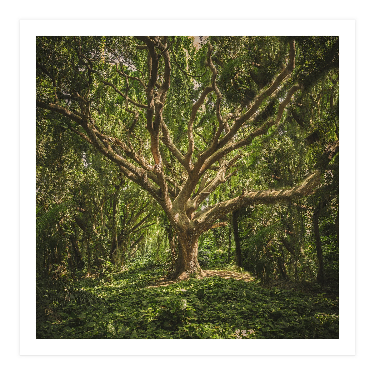 Spirits inside the wood (Print Only)