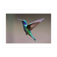 Hummingbird flying (Print Only)