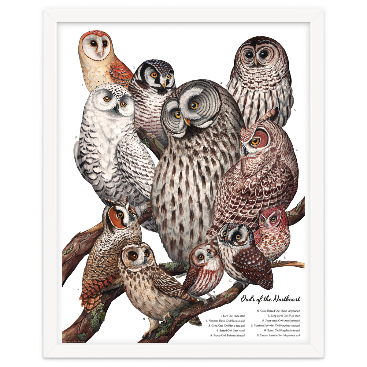 Owls Of The Northeast