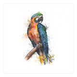 Parrot - Wildlife Collection (Print Only) thumbnail