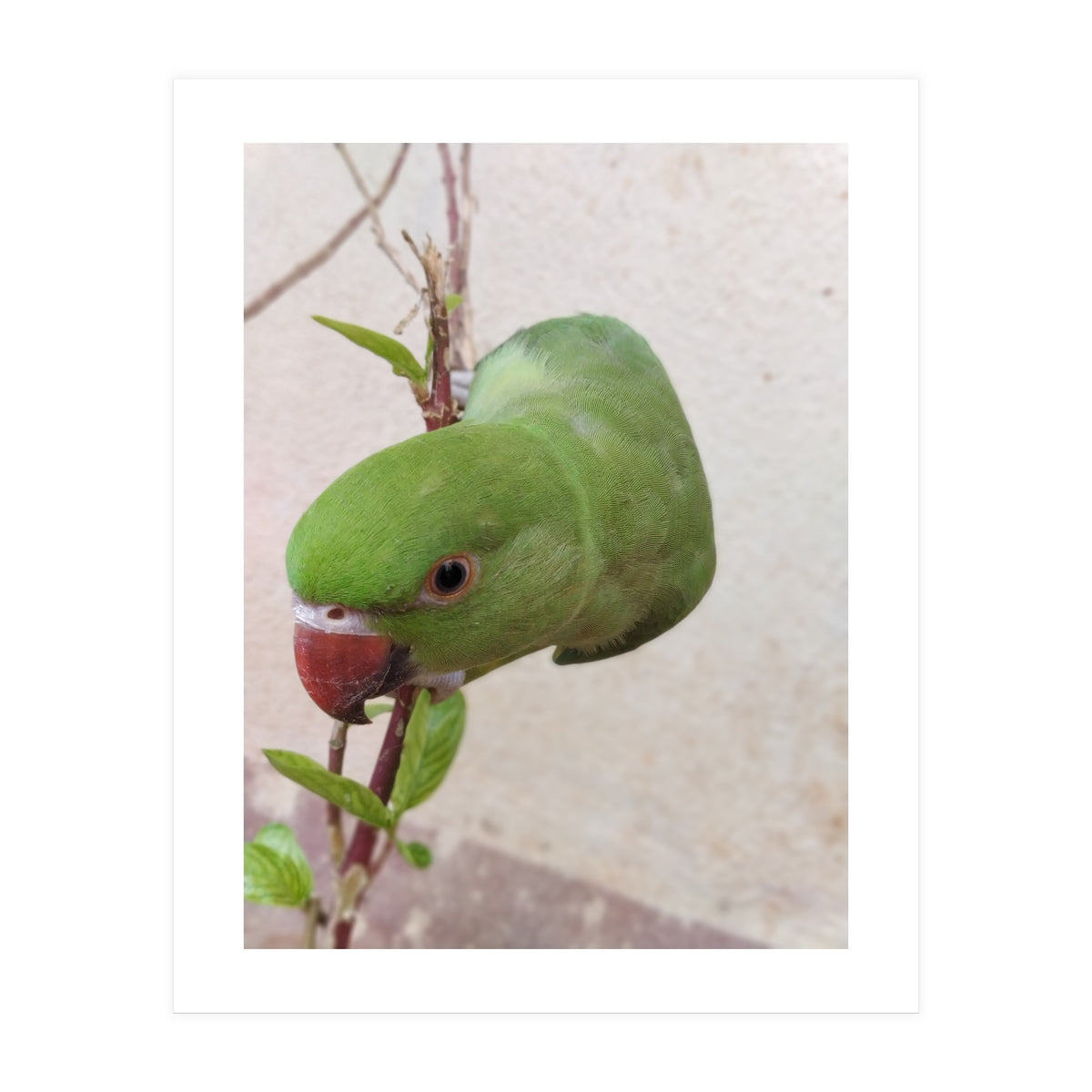 My Cute Parrot (Print Only)