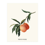 Peachy (Print Only) thumbnail