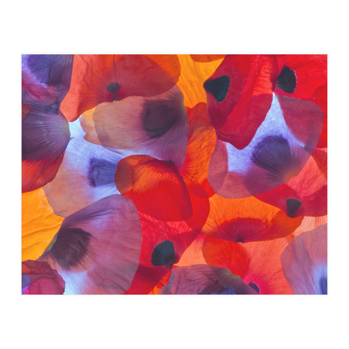 Poppy Petals (Print Only)