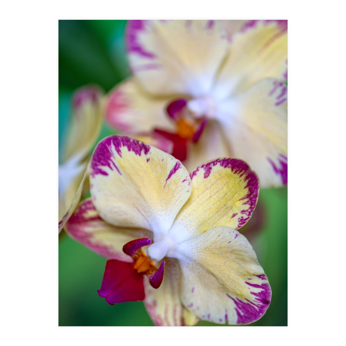 Orchidee Phalleanopsis (Print Only)