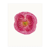 Cc Poppy 01 (Print Only) thumbnail