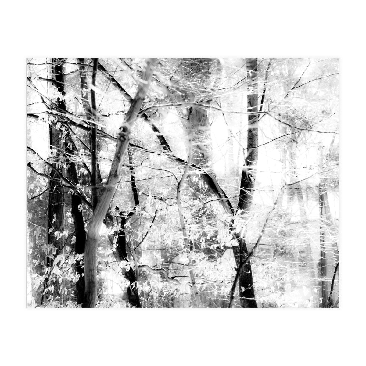 tree breeze (Print Only)