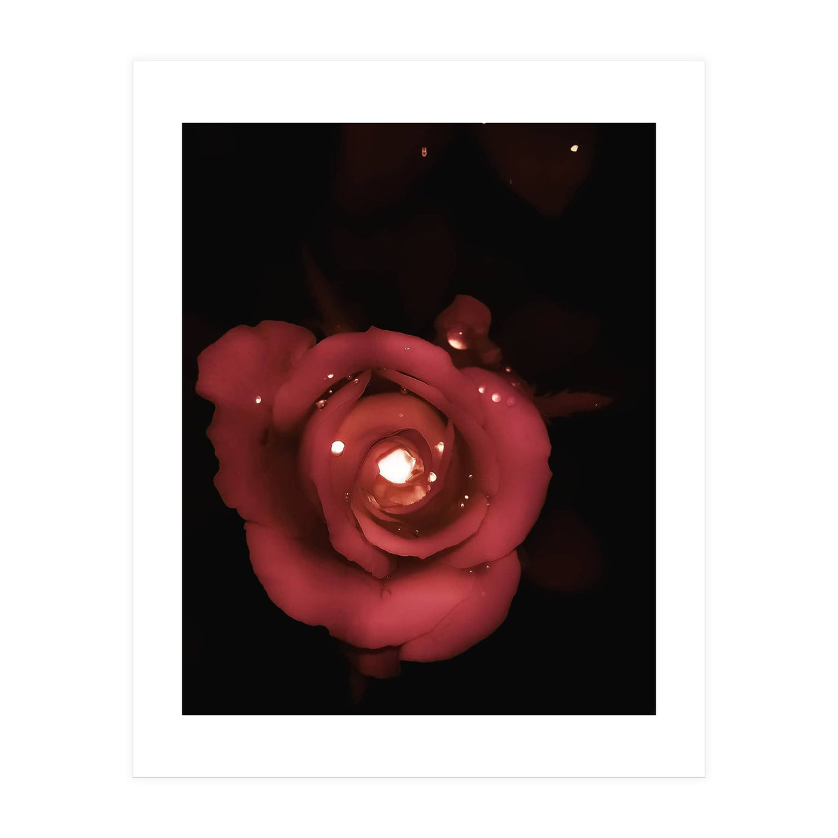 Lighting Rose (Print Only)