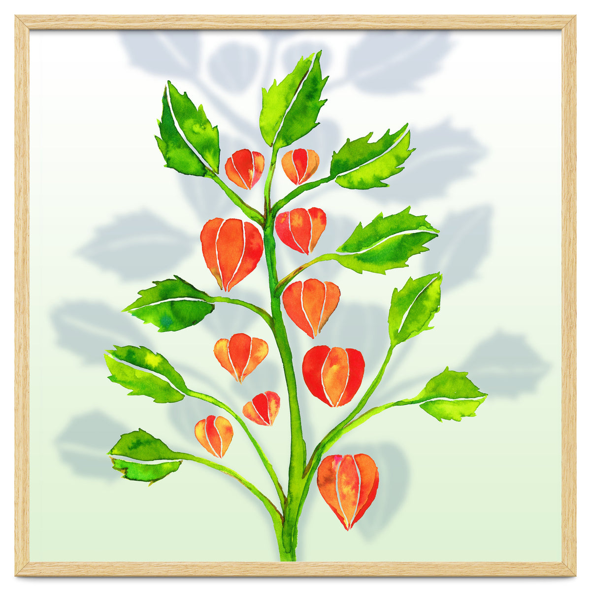 Physalis