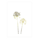 Neutral Dandelions (Print Only) thumbnail