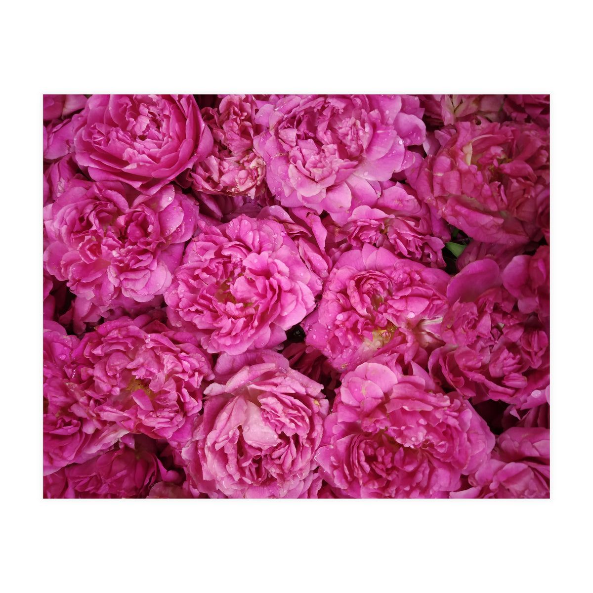 Rose Garden  (Print Only)