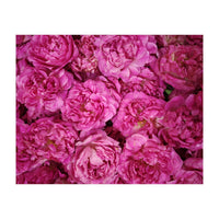 Rose Garden  (Print Only)