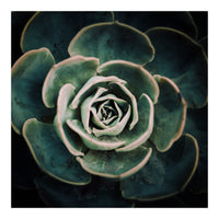 DARKSIDE OF SUCCULENTS IV-A (Print Only)