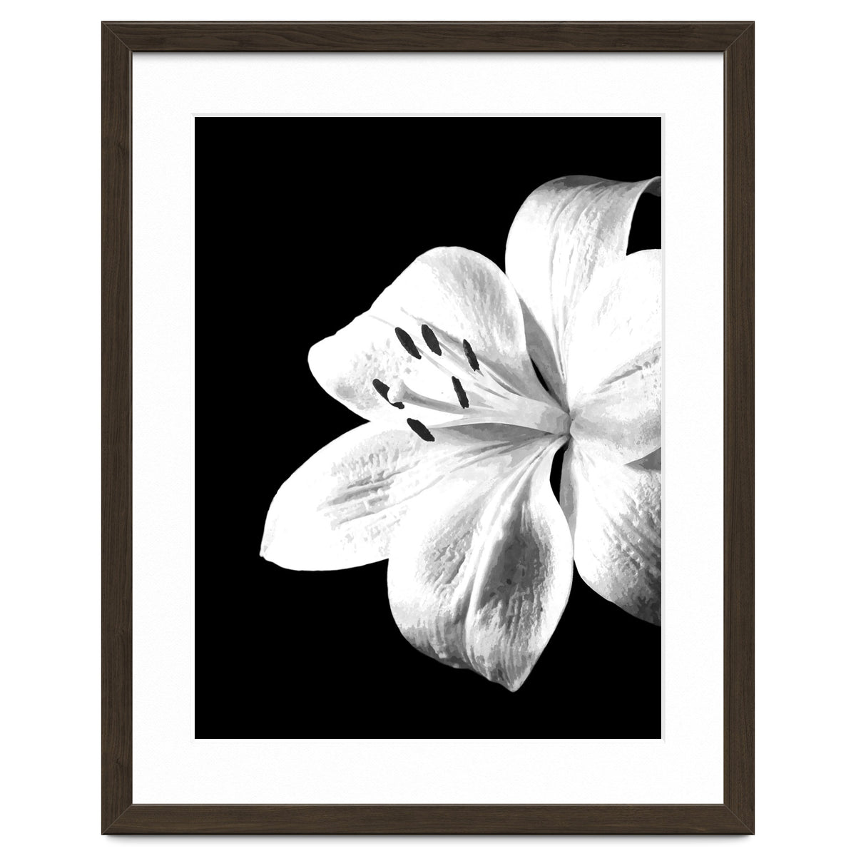White Lily Black Background